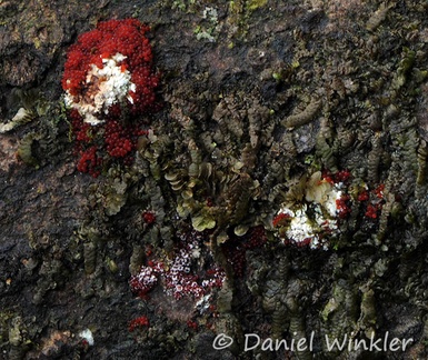 Calostilbella calostilbe 