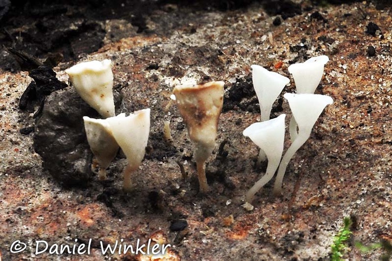 Caripia montagnei Leticia DW Ms.jpg