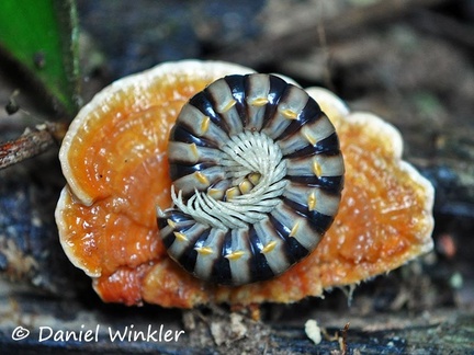 Centriped on Rigidoporus