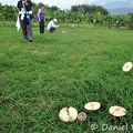 Chlorophyllum molybdites field Armenia