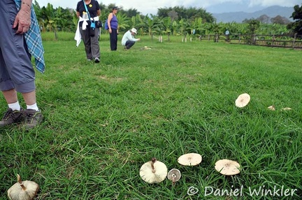 Chlorophyllum molybdites field Armenia