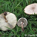 Chlorophyllum molybdites 