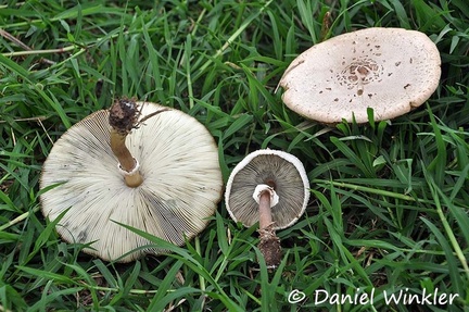 Chlorophyllum molybdites 