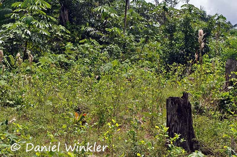 Coca Erythroxylum coca Chagra DW Ms.jpg