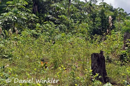 Coca Erythroxylum coca Chagra 