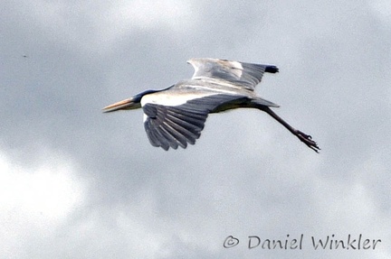 Cocoi heron (Ardea cocoi) 