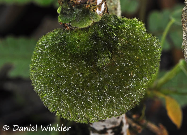 Coenogonium linkii  lichen PuertoNaurino DW Ms.jpg