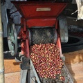 Coffee bean pealing machine 