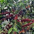 Coffee shrub with beans in Recuca