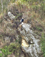 Condor on rock 