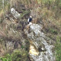 Condor on rock 