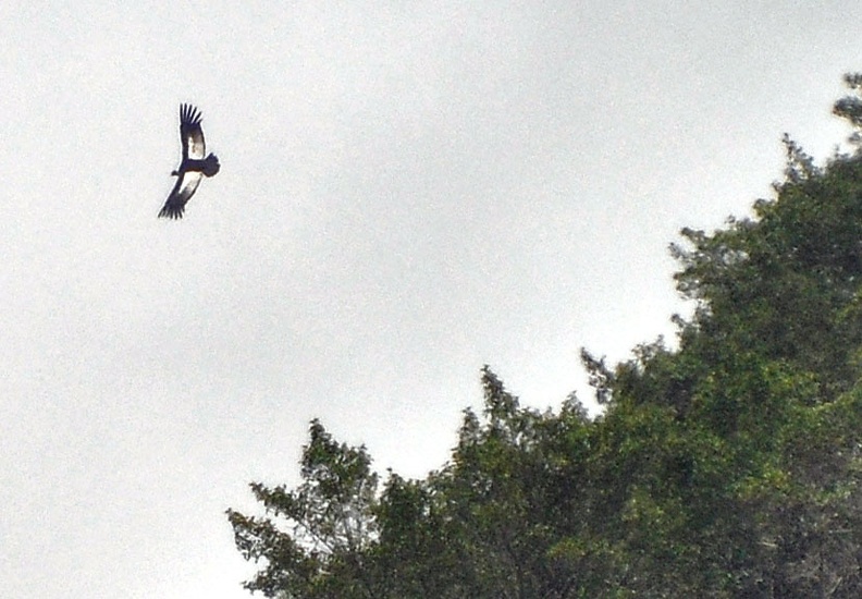 Condor curve crr.jpg