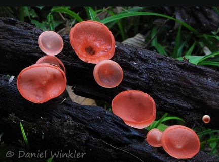 Cookeina sulcipes growing Puerto Naurino