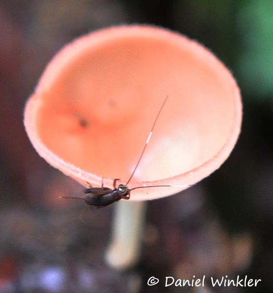 Cookenia sulcipes insect PuertoNaurino DW Ms.jpg