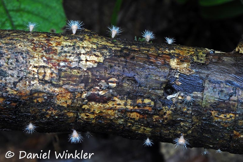 Cookenia tricholoma young branch DWMs.jpg