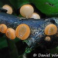 Cookenia tricholoma branch Puerto Narino