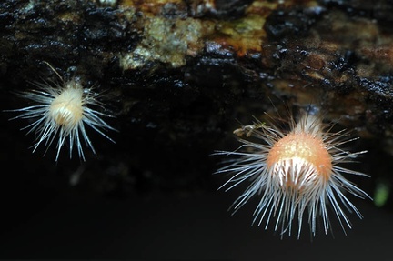 Cookeina tricholoma young