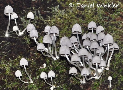 Coprinellus disseminatus Leticia
