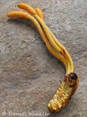 Cordyceps melolonthae Armenia