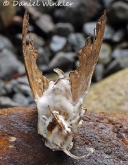 Cordyceps tuberculata Akanthomyces front