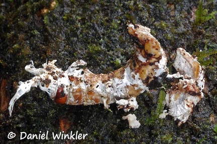 Cordyceps on larva