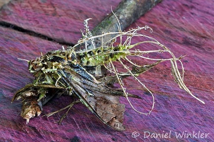 Cordyceps tuberculata moth on Purple Heart Peltogyne aka violeta