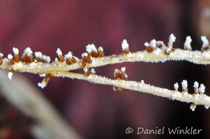Cordyceps tuberculata perithecia Detail