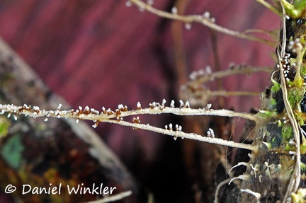 Cordyceps tuberculata perithecia Leticia