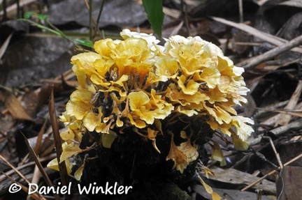 Cotylidia aurantiaca trunk