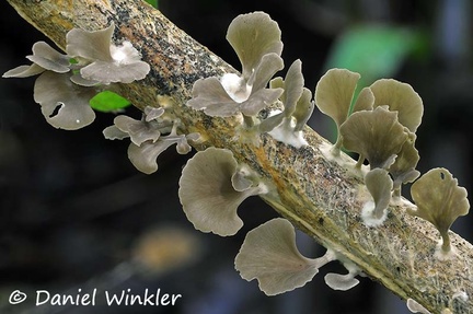 Inflatostereum glabrum on stick