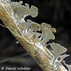 Inflatostereum glabrum stick 