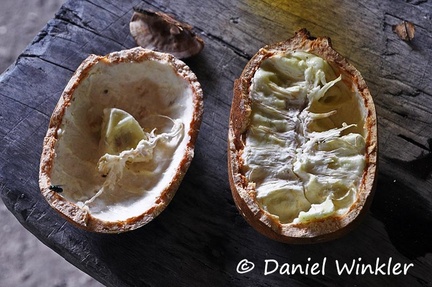 Cupuazú Theobroma grandiflorum fruit