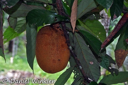 Cupuazú Theobroma grandiflorum fruit tree