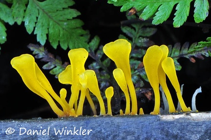 Dacryopinax spathularia