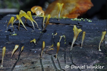 Dacryopinax spathularia Leticia