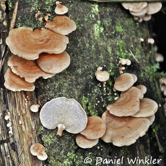 Dictyopanus pusillus 