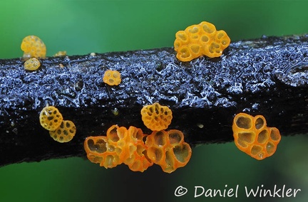 Favolaschia Chicaque