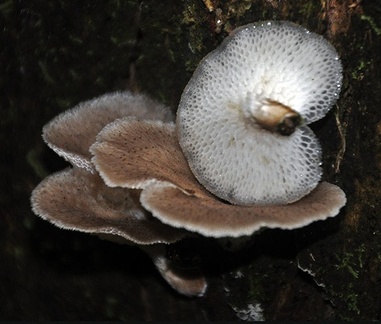 Favolus tenuiculus frog 