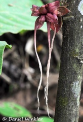 Flower PuertoNaurino 