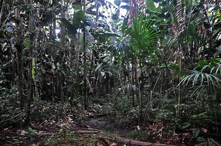 Giant Heliconia forest 