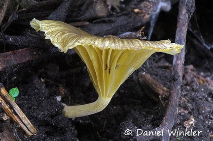 Gerronema sp Quindio