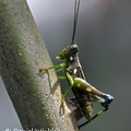 Grasshopper 
