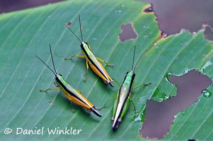 grasshoppers on leaf