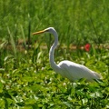 Great egret Ardea alba