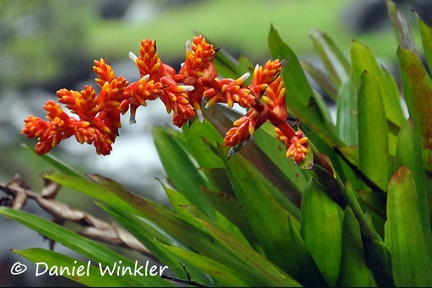 Guzmania above creek 