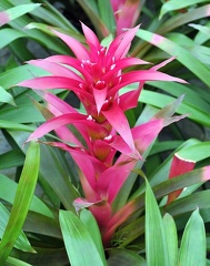 Guzmania voila 