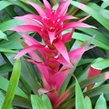 Guzmania voila 