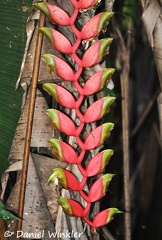 Heliconia rostrata Lobster claw 