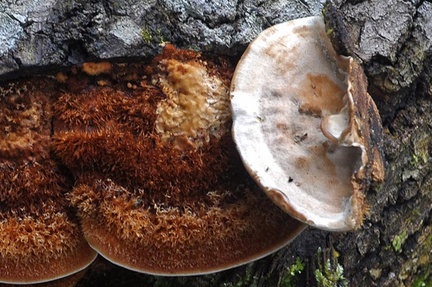 Hirsute conk display
