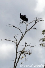 Horned Screamer Anhima cornuta tree 